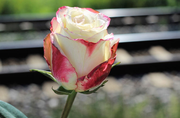 澄江县职业高级中学春季招生简章及报名时间